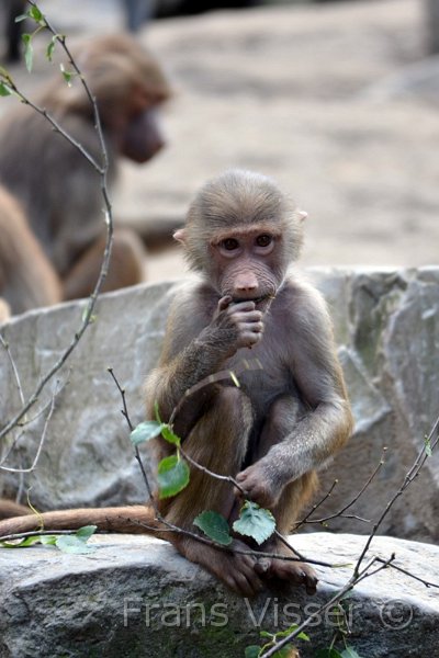 Dierentuin Emmen Mei 2014 15.JPG